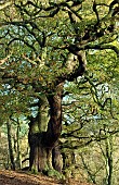 Brocton Coppice with mature and ancient Oak trees