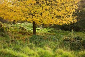 Field Maple Acer campestre Fastigiatum