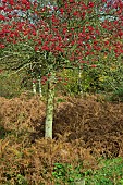 Hawthorn Crataegus