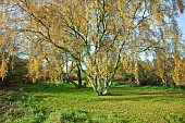 Betula Pendula Silver Birch