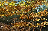 Common beech Fagus sylvatica