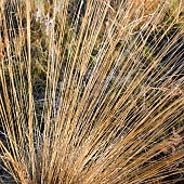 Stems of tough golden wild grass
