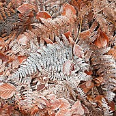 Ice and Frost on Ferns