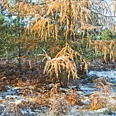 European larch  Larix decidua frosted foliage