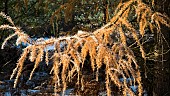 European larch  Larix decidua frosted foliage