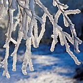 Winter beauty with snow covered tree