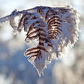 Snow cevered Fern Foliage