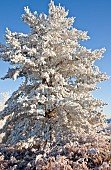 Winter beauty with frost covered tree