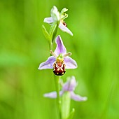 Bee Orchid Ophrys Apifera Wildflowers