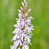 Southern Marsh Orchid Dactylorhiza Majalis Wildflowers