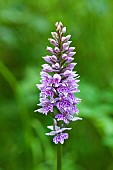 Common Spotted Orchid Dactylorhiza Fuchsii Wildflowers