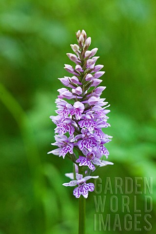Common_Spotted_Orchid_Dactylorhiza_Fuchsii_Wildflowers