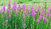 Rosebay Willowherb Epilobium Angustifolium Wildflowers