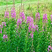 Rosebay Willowherb Epilobium Angustifolium Wildflowers