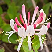 Honeysuckle Lonicera