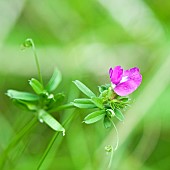 Lathyrus Montanus Bitter Vetchling Wildflowers