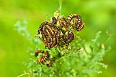 Cluster of Cinnabar Moth Caterpillars on Ragwort Wildflowers