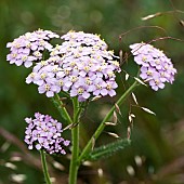 Achillea millefolium; Yarrow