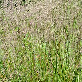 Grass Wildflowers Hazel Slade Nature Reserve Cannock Chase AONB Staffordshire England UK