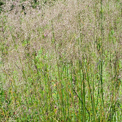 Grass_Wildflowers_Hazel_Slade_Nature_Reserve_Cannock_Chase_AONB_Staffordshire_England_UK