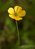 Buttercup Wildflowers Hazel Slade Nature Reserve Cannock Chase AONB Staffordshire England UK