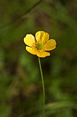 Meadow Buttercup Ranunculus acris