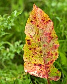 Rumex obtusifolius Dock leaf