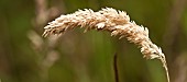 Arching Seed head of grass