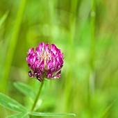 Trifolium Clover Wildflowers