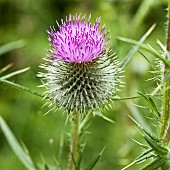 Woolly Thistle Cirsium Eriophorum Wildflowers