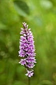 Common Spotted Orhid Dactylorhiza Fuchsii