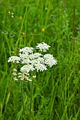 Heracleum Sphondylium Hogweed