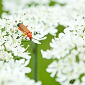 Orange scarlet Cardinal Beetle on Wildflowers