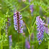 Vicia cracca tufted Vetch