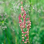 Seed head of Dock Rumex obtusifolius