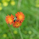 Orange Hawksbeard Hieracium aurantiacum Pilosella aurantiaca