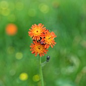 Orange Hawksbeard Hieracium aurantiacum Pilosella aurantiaca