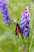 Six Spot Burnet Moth on Tufted Vetch Wildflowers