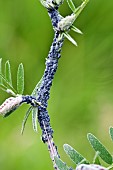 Cabbage Grey Aphids on Wildflowers