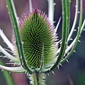 Teasel Dipsacus fullonum