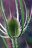 Teasel Dipsacus fullonum