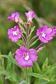 Epilobium hirsutum Codlins and Cream Great Willowherb