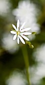 Stellaria Media Chickweed Wildflowers Hazel Slade Nature Reserve Cannock Chase AONB Staffordshire England UK