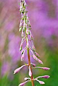 Rosebay Willowherb Epilobium Angustifolium