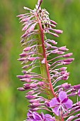 Rosebay Willowherb Epilobium Angustifolium