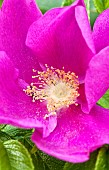 Rose Rosa rugosa