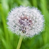 Dandelion seed head