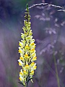 Linaria Vulgaris common toadflax perennial (Butter & Eggs) Yellow orange spikes Wildflowers  Cannock Chase AONB Staffordshire England UK