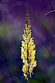 Linaria Vulgaris common toadflax perennial (Butter & Eggs) Yellow orange spikes Wildflowers  Cannock Chase AONB Staffordshire England UK