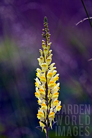 Linaria_Vulgaris_common_toadflax_perennial_Butter__Eggs_Yellow_orange_spikes_Wildflowers__Cannock_Ch